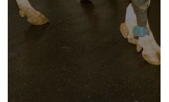 Delmer - Rubber Mats