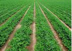 AquaBor - Contains Boron for Soil and Foliar Applications
