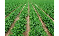 AquaBor - Contains Boron for Soil and Foliar Applications