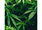 Dotz - In-Plant Cannabis Security Markers