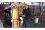 Pinkeye sample collection for cattle - Video