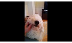 Maxi/Guard Oral Cleaning Wipes Application Instructions - Video