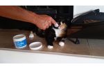 Maxi/Guard Oral Cleansing Wipes for Cats - Video