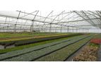 Resif  Sera - Modern Greenhouse / Gothic Greenhouses