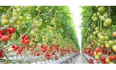 Resif-Sera - Hydroponic Tomato Greenhouse