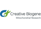 Creative Biogene - Isolation and Extraction of Brain-Derived Mitochondria