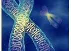 PharmAbcine - Fully Human Antibody Library (HuPhage Library)