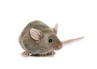 SYnabs - Model MARK-1 - Anti-rat Monoclonal Antibodies