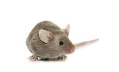 SYnabs - Model MARK-1 - Anti-rat Monoclonal Antibodies