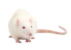 SYnAbs Rat-LOU Monoclonal Antibodies