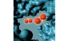 GlycoConnect - Antibody-Drug Conjugation Technology