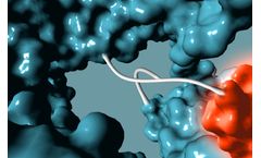 GlycoConnect - Bispecific Antibody