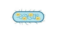 ApyraMed - Biotherapeutic Technology