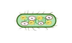 ApyraVax - Live Attenuated Typhoid Vaccine