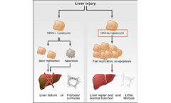 HepaRegeniX - A First-in-class Therapeutic Target