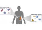 Oncolytic Virotherapy
