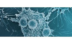 Antibody Therapies