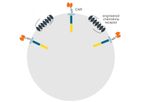 Carina Biotech - Proprietary Multifunctional Chemokine Receptor Platform