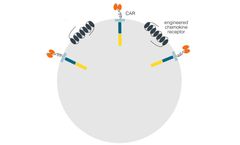 Carina Biotech - Proprietary Multifunctional Chemokine Receptor Platform
