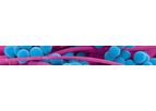 Destiny Pharma - Model XF - Platform Targeting Infections