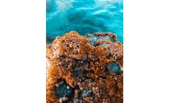 Boron Isotopes: Tracking Oceanic CO2 and Climate Shifts Over Time