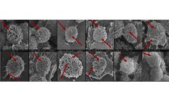 Comparative In Vitro Toxicity of ENDS Aerosols: Impact on Macrophages