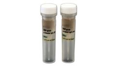 HRP-Conjugated Secondary Antibodies
