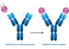 Model ANV419 - Systemic no-alpha IL-2 Immunotherapy