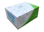 Cloud-Clone - Model SEA180Mu - ELISA Kit for Collagen Type IV (COL4)