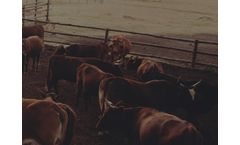 Wastewater and Biosolids Treatment Systems for Livestock Waste & Wastewater