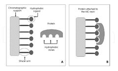 CD Bioparticles Introduces Hydrophobic Interaction Chromatography Resins for Purification of Macromolecules