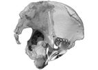 Kune - Custom Implant for Orthopaedic Surgery & Traumatology