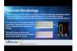 Microbe Morphology - Video