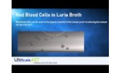Blood Cells - Video