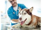 Treatment of Animal Health