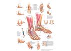 Electro-Medical - Model 026558 - Anatomical Chart, Foot and Ankle