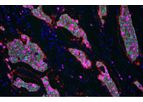 Highplex - Version FL - Cell-Based Analysis Module