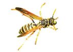 Youngs - Wasp Nest Removal Service