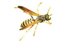 Youngs - Wasp Nest Removal Service