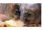 Youngs - Rat Pest Control Service