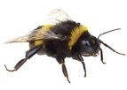 Youngs - BumbleBee Removal Services
