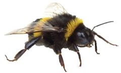 Youngs - BumbleBee Removal Services