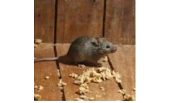 Youngs - Mice Infestation Control Service