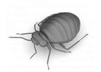 Youngs - Professional Bedbug Control Service