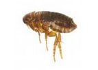 Youngs - Flea Infestation Control Professional Service
