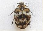 Youngs - Beetles Dealing Service