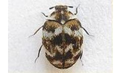 Youngs - Beetles Dealing Service