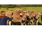 Folio3 - Cattle Breed Identification App