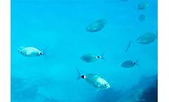 AniBio Aquatic - Software for the Research Management with Aquatic Models