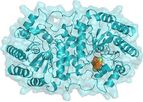 Proteins - Molecular Machines